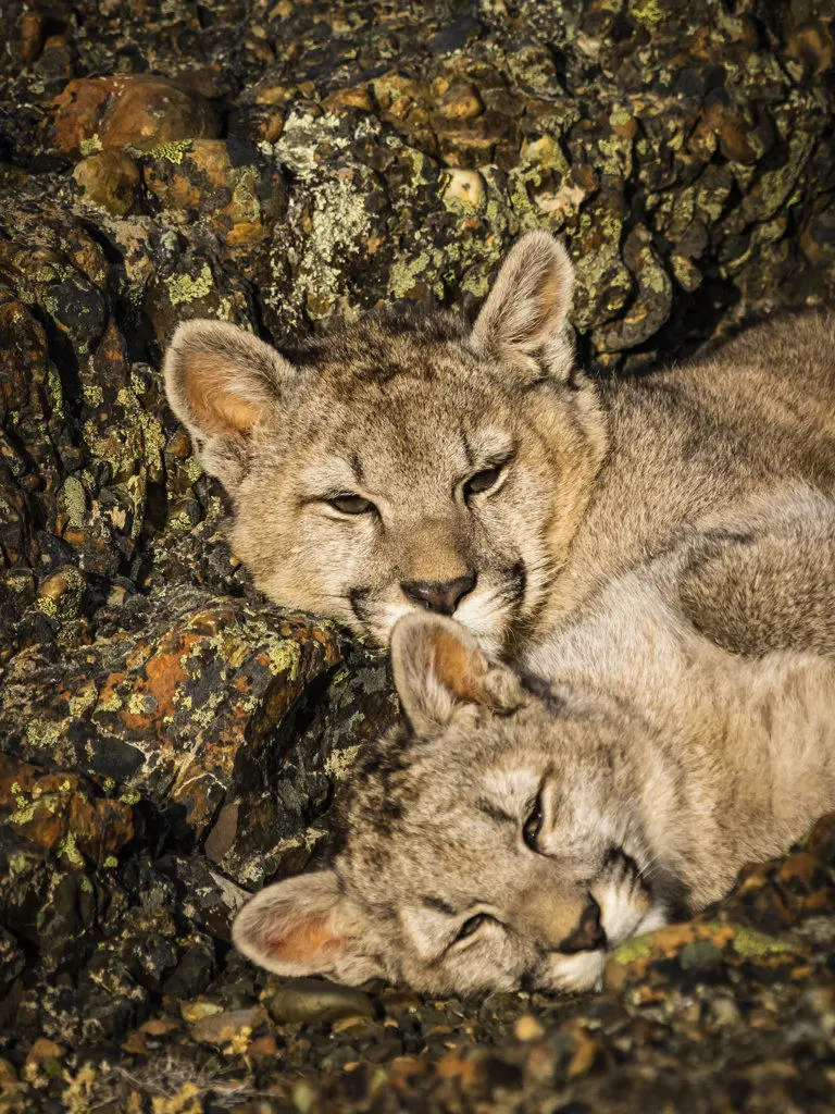 Kittens snuggling, Pumas (Puma concolor), Torres del Paine National Park, Patagonia, Chile