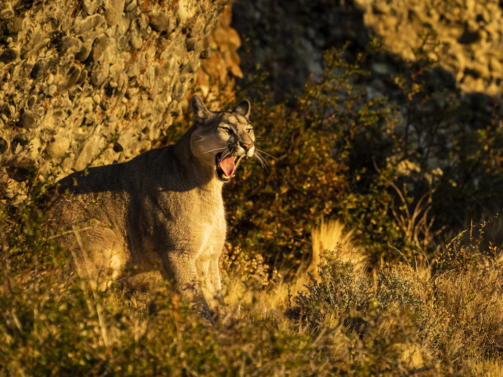 Waking up at sunrise Pumas (Puma concolor), Torres del Paine National Park, Patagonia, Chile