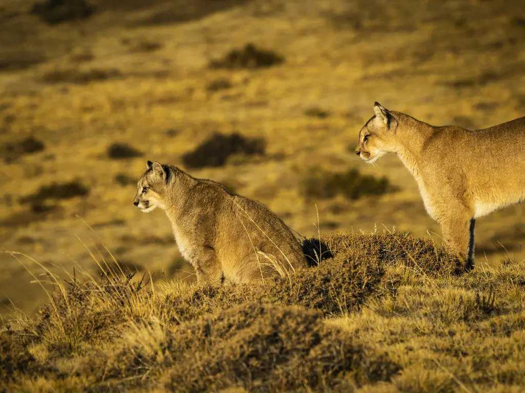 Hunting, Puma (Puma concolor), Torres del Paine National Park, Patagonia, Chile