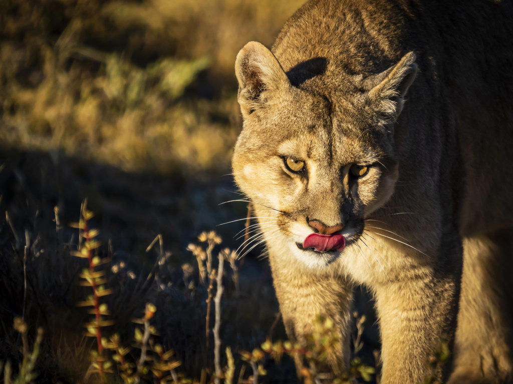 Portrait with tongue, Puma (Puma concolor), Torres del Paine National Park, Patagonia, Chile