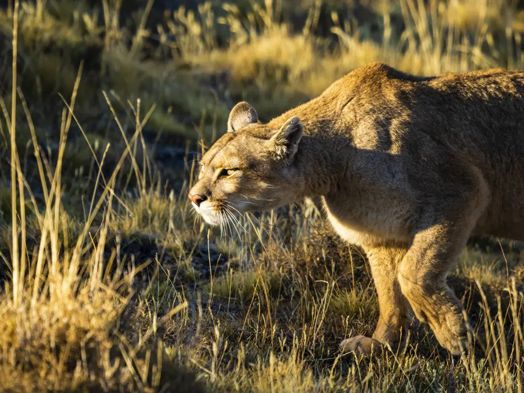 On the prowl, Hunting, Puma (Puma concolor), Torres del Paine National Park, Patagonia, Chile