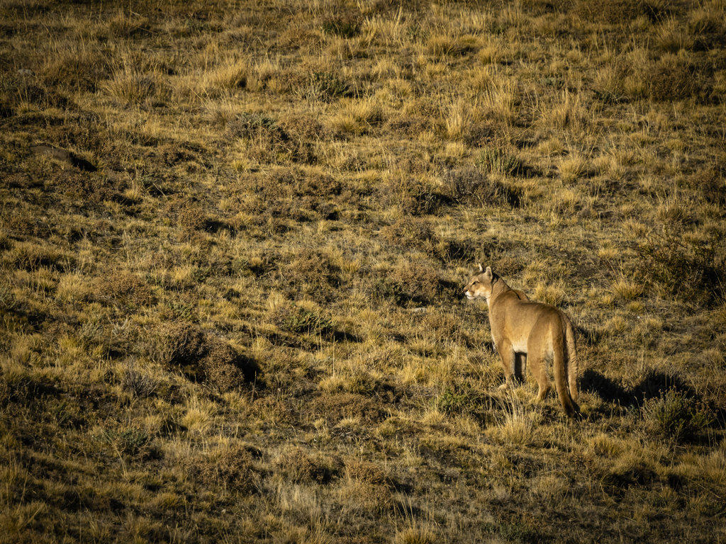 On the prowl, hunting, Puma (Puma concolor), Torres del Paine National Park, Patagonia, Chile