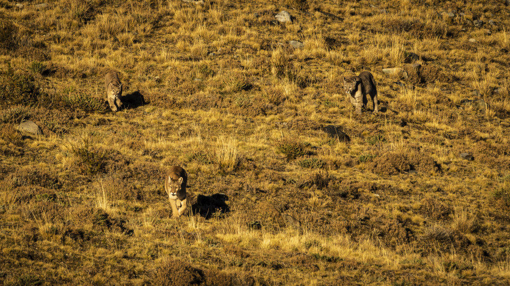 Following mom, Pumas (Puma concolor), Torres del Paine National Park, Patagonia, Chile
