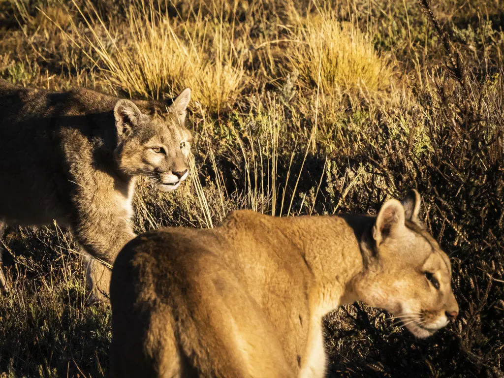 Mom and kitten, Pumas (Puma concolor), Torres del Paine National Park, Patagonia, Chile