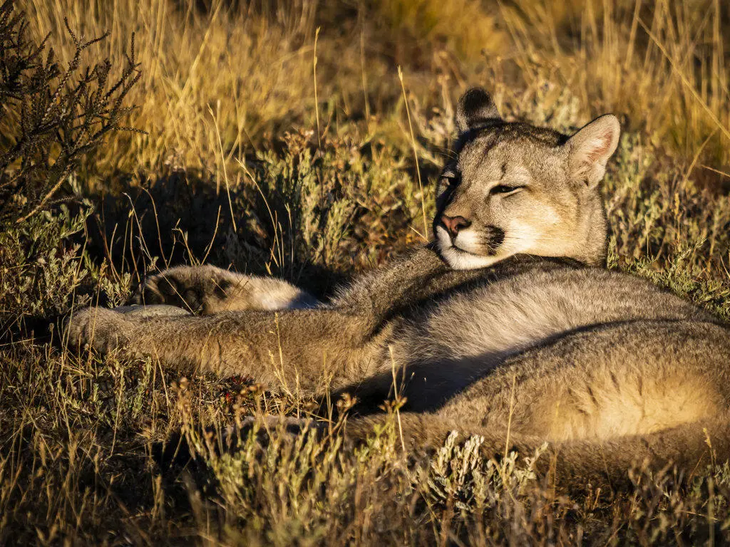 Relaxing, 6-month old kitten, Puma (Puma concolor), Torres del Paine National Park, Patagonia, Chile