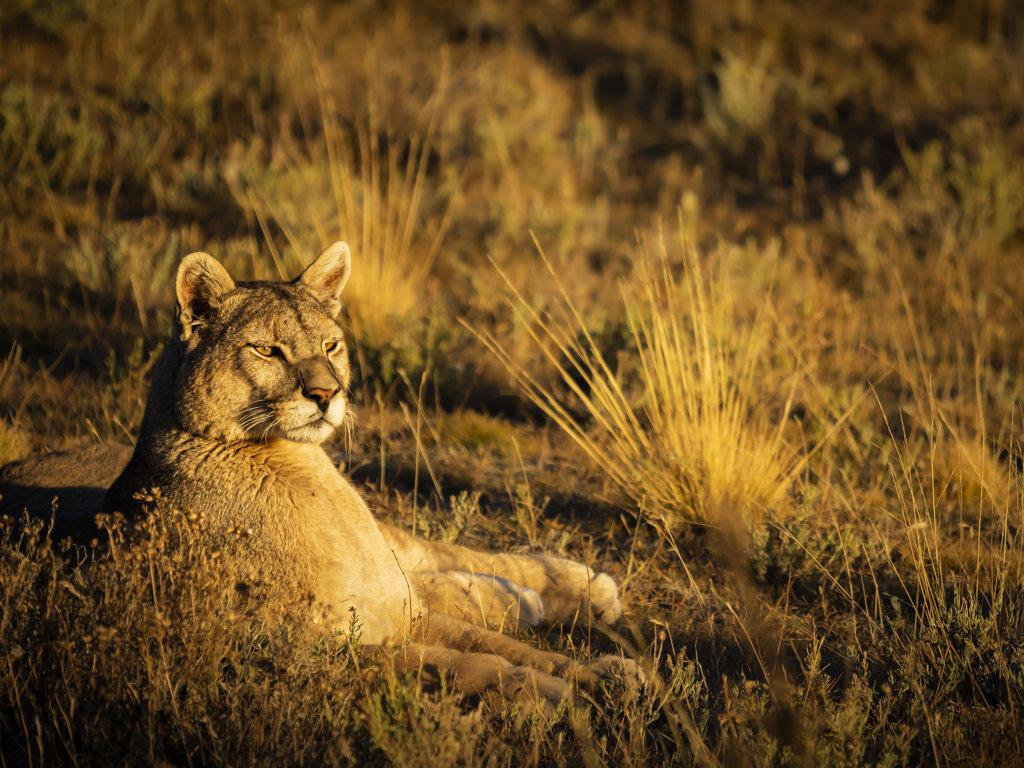 Alert at sunset, Puma (Puma concolor), Torres del Paine National Park, Patagonia, Chile