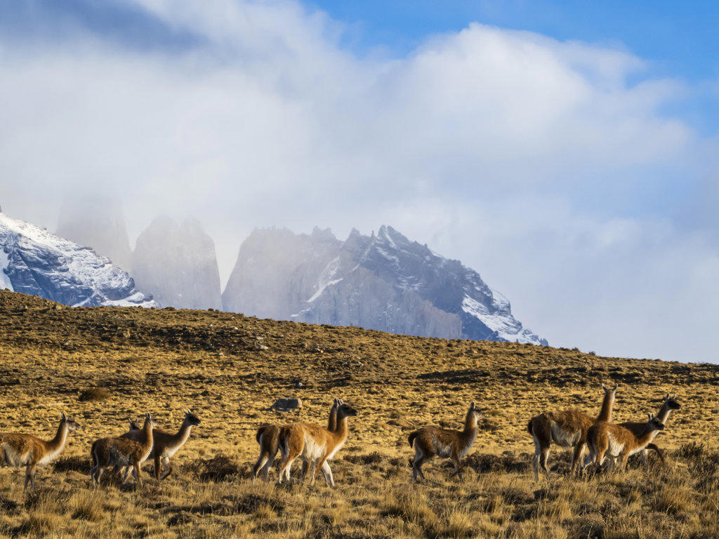 Guanacos (Lama guanicoe), Torres del Paine National Park, Patagonia, Chile