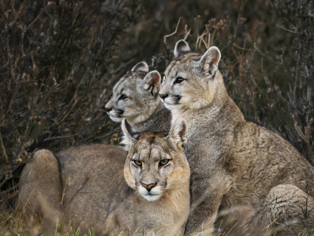 Family portrait, Pumas (Puma concolor), Torres del Paine National Park, Patagonia, Chile