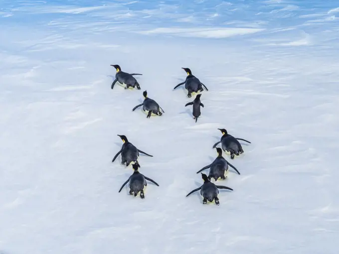 Emperor Penguins (Aptenodytes forsteri) taboggoning on sea ice, Weddell Sea, Antarctica