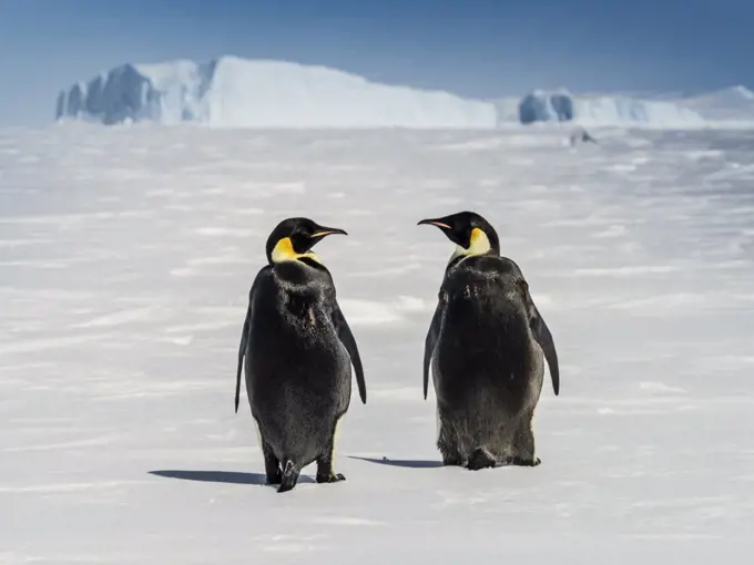 Emperor Penguins (Aptenodytes forsteri) on sea ice, Weddell Sea, Antarctica