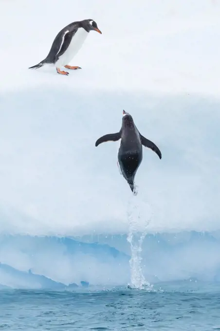 Gentoo Penguin (Pygoscelis papua) jumps out of the water onto iceberg, Cuverville Island, Antarctica