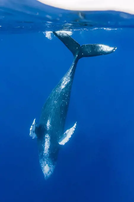 Underwater Photo, Humpback Whale (Megaptera novaeangliae) diving deep, Maui, Hawaii