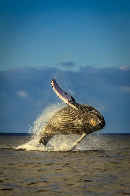 Breaching Humpback Whale (Megaptera novaeangliae) at sunrise, Maui, Hawaii