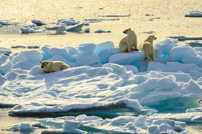 Three Polar Bears (Ursus maritimus) on pack ice, Hinlopen Strait, Svalbard, Norway