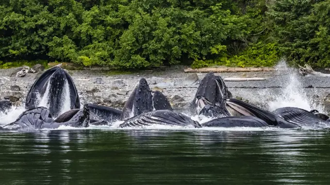 Open mouths, Feeding Humpback Whales (Megaptera novaeangliae)  in Chatham Strait, Alaska's Inside Passage