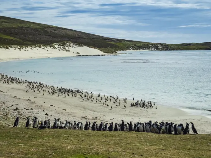 Kelp Geese (Chloephaga hybrida) and Magellanic Penguins (Spheniscus magellanicus) on Carcass Islands, Falkland Islands