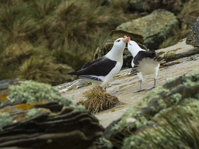 Black-browed Albatross (Thalassarche melanophris) courting on New Island, Falkland Islands