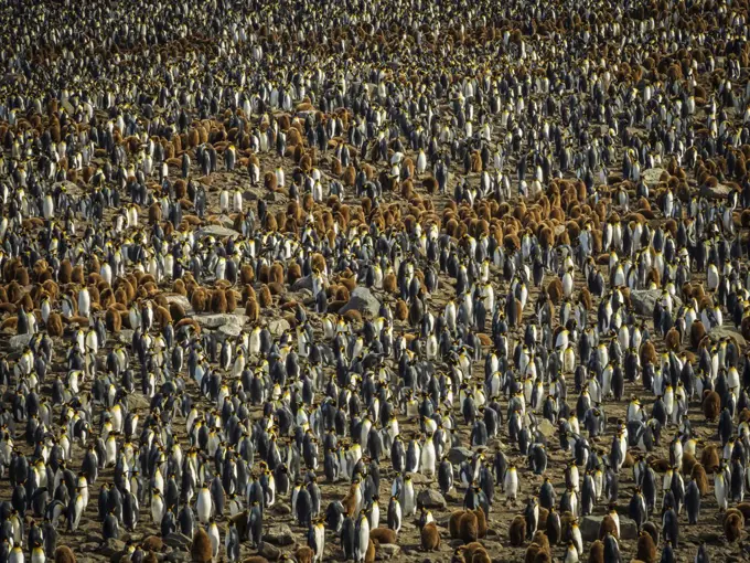 King Penguins (Aptenodytes patagonicus) as far as the eye can see at St. Andrews Bay, South Georgia