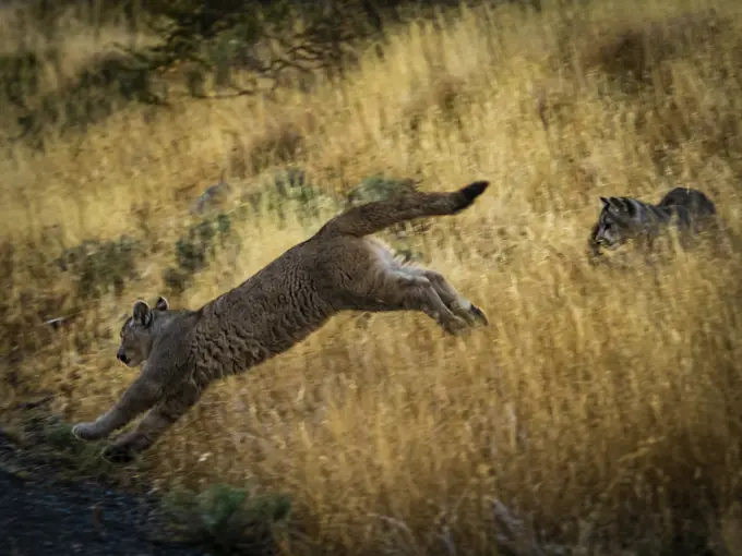 On the run, Pumas (Puma concolor), Torres del Paine National Park, Patagonia, Chile