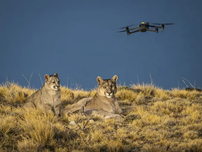 Drone filming resting pumas, Pumas (Puma concolor), Torres del Paine National Park, Patagonia, Chile