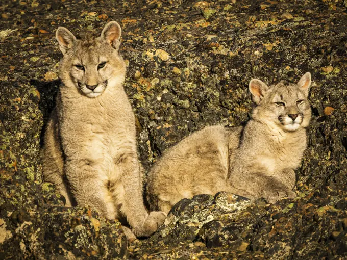 Kittens soaking up the sun, Pumas (Puma concolor), Torres del Paine National Park, Patagonia, Chile