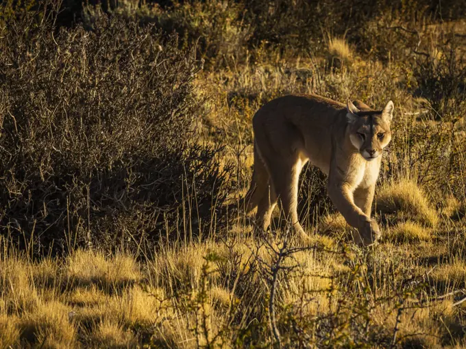 Hunting, Puma (Puma concolor), Torres del Paine National Park, Patagonia, Chile