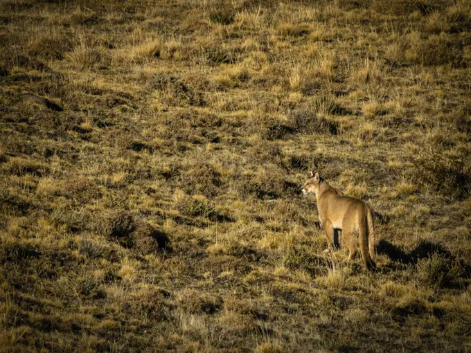 On the prowl, hunting, Puma (Puma concolor), Torres del Paine National Park, Patagonia, Chile