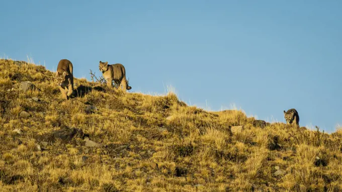 Following mom, Pumas (Puma concolor), Torres del Paine National Park, Patagonia, Chile
