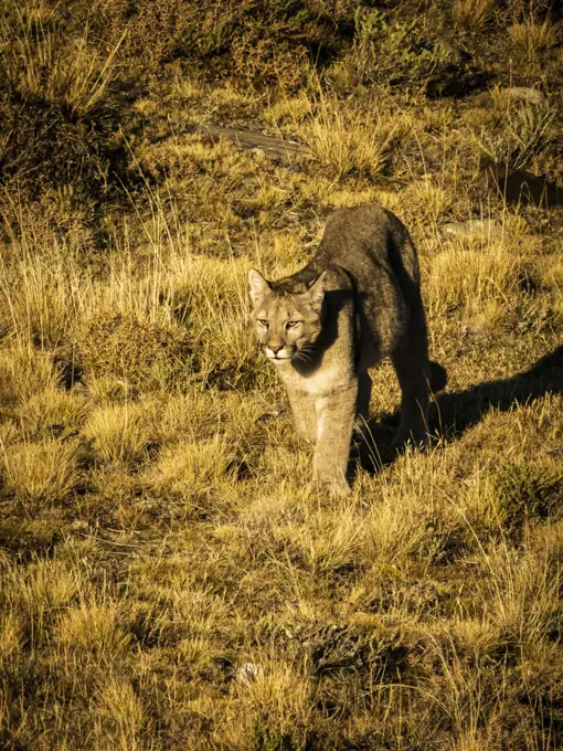 6-month old kitten, Puma (Puma concolor), Torres del Paine National Park, Patagonia, Chile