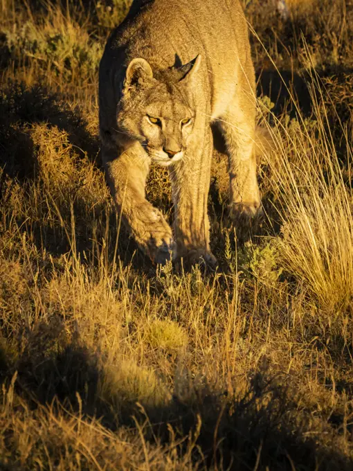 On the prowl at sunset, Puma (Puma concolor), Torres del Paine National Park, Patagonia, Chile