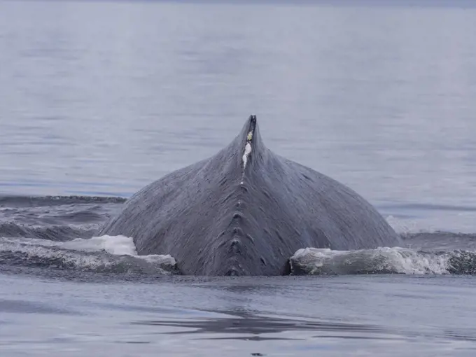 Humpback whale (Megaptera novaeangliae) back. Image made under NMFS permit 19703.