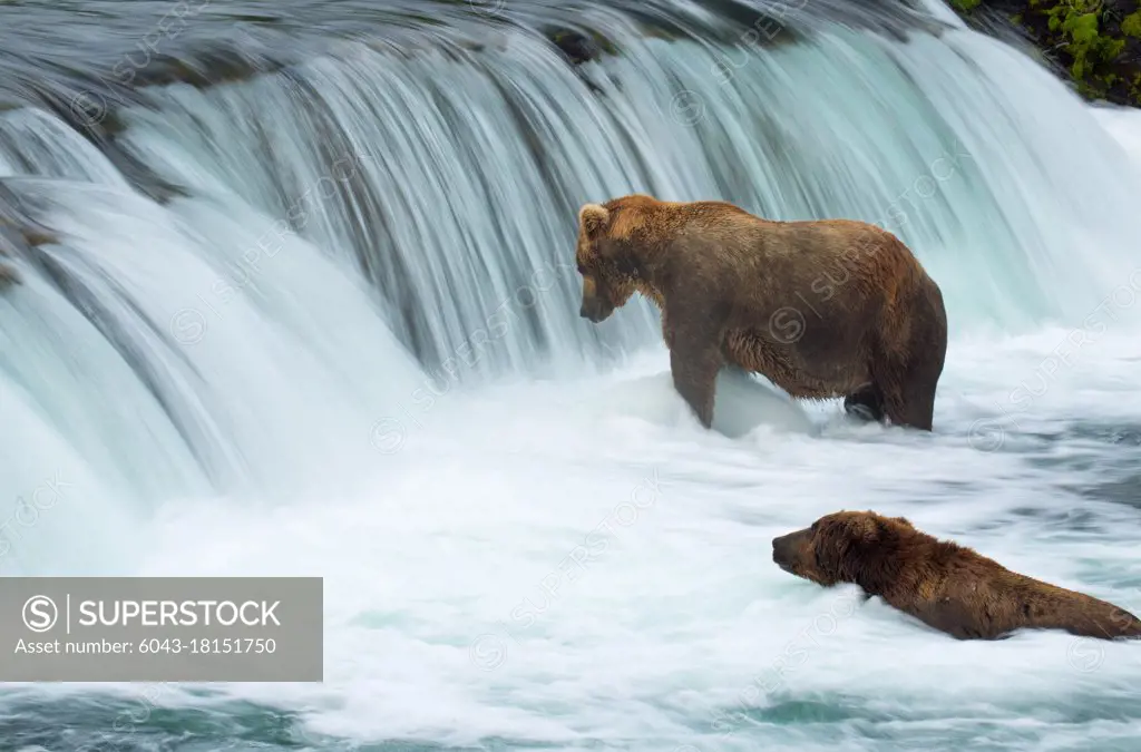 Brown bears (Ursus arctos) fishing in Katmai at a waterfall                                                                              