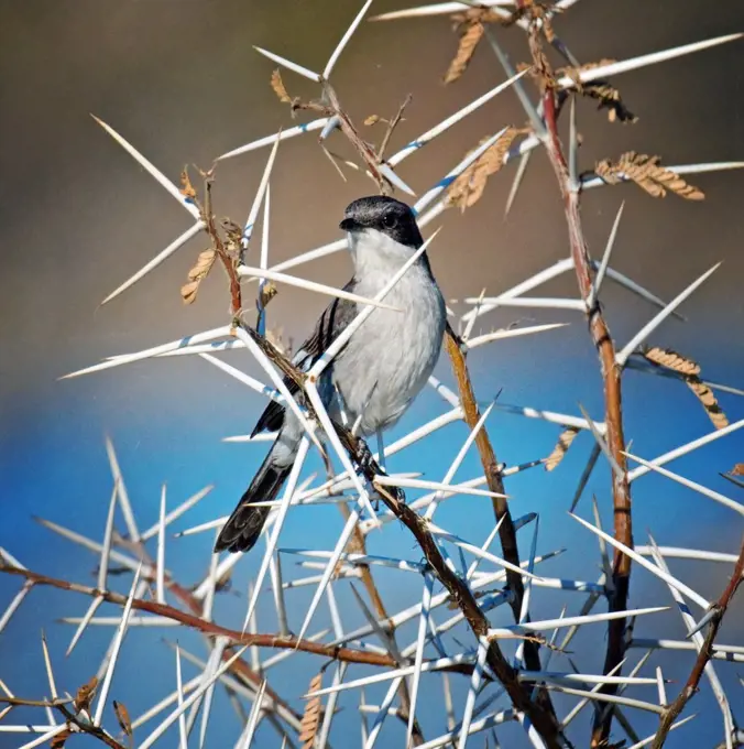 Bird in the acacia thorns                                                                                                       