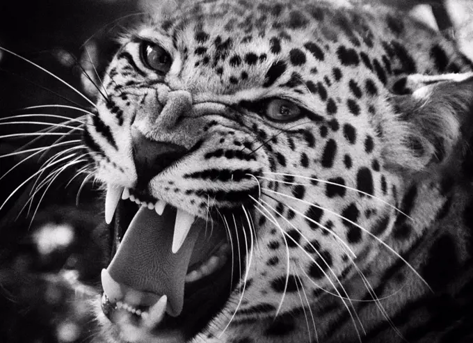 Leopard snarling (Panthera pardus)