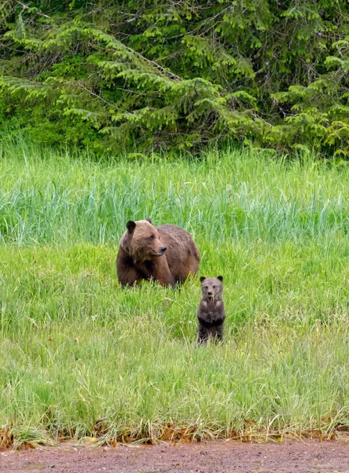 Brown bear (Ursus arctos) with cub 