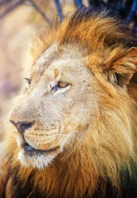 Lion male (Panthera leo)