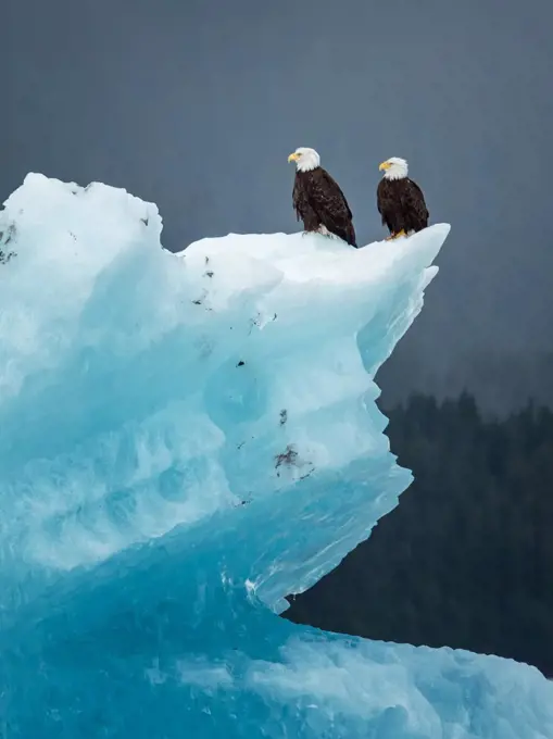 Bald eagles sitting on ice, Alaska (Haliaeetus leucocephalus)                               