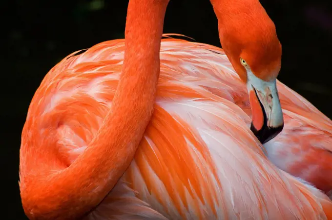 Flamingo portrait (Phoenicopterus ruber)