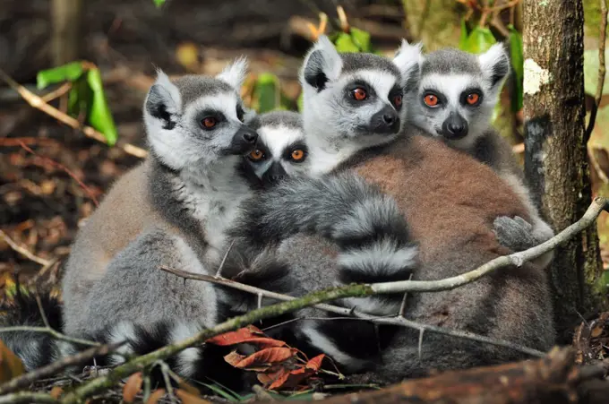 Ring tail lemurs (Lemur catta)                                                                                                                               
