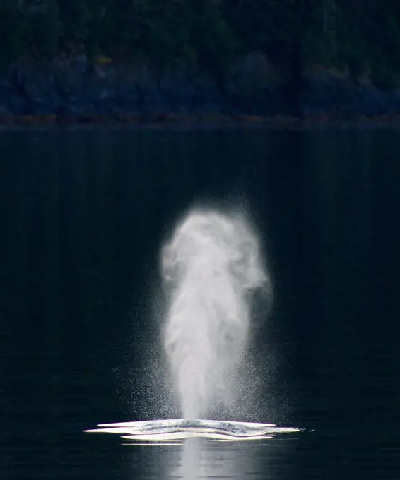 Whale blow humpback whale (Megaptera novaeangliae)                                                                                         