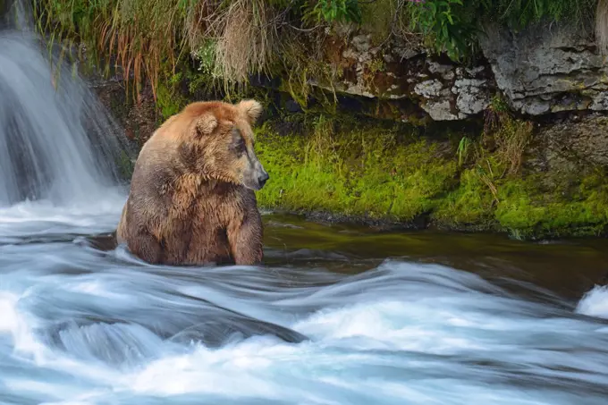 Brown bear fishing in a waterfall, Katmai Alaska, Otis (Ursus arctos)