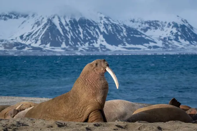 Walrus (Odobenus rosmarus) Svalbard Norway