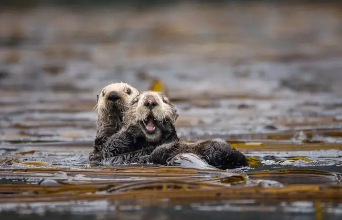 Sea Otters (Enhydra lutris)