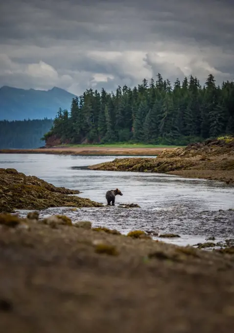 Brown bear (Ursus arctos) fishing in Alaska