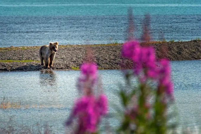 Brown bear (Ursus arctos) and flowers, Katmai, Alaska                                                                       