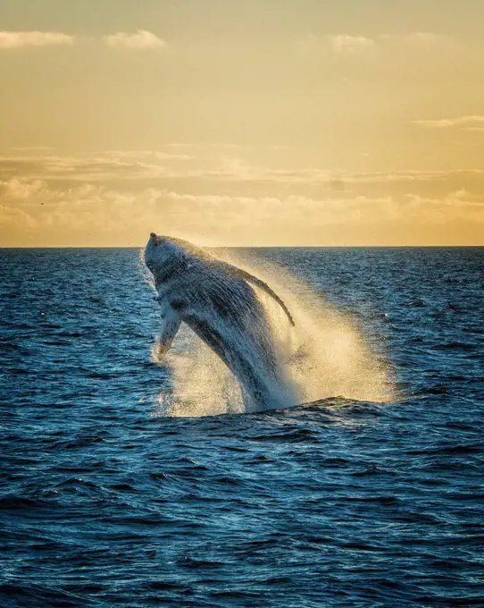 Humpback Whale breaching (Megaptera novaeangliae) 