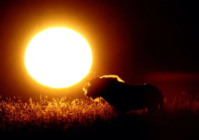 Wildebeest (Connochaetes) at sunrise
