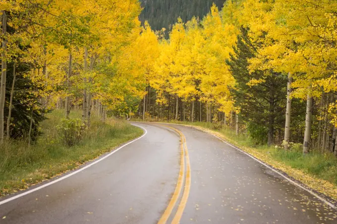 Winding road and yellow autumn leaves in Aspen Colorado
