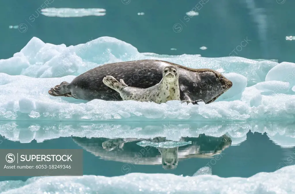 A harbor seal and pup find refuge from predators on an iceberg. 