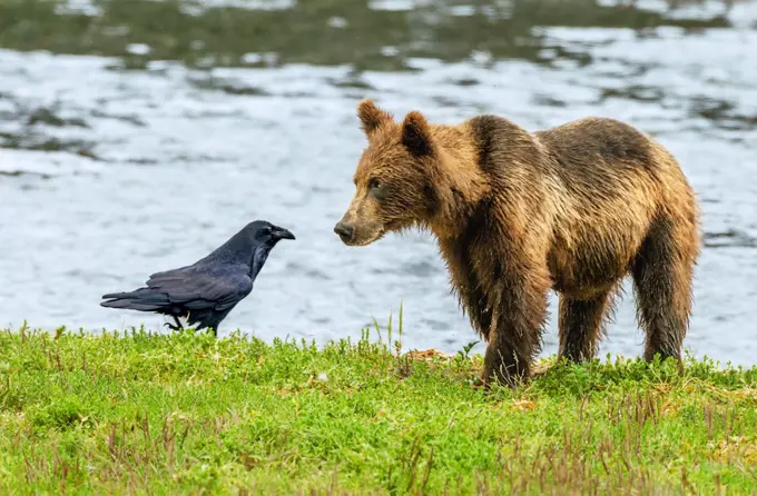 A raven and brown bear engage in a stare down at Pack Creek on Admiralty Island in Alaska.